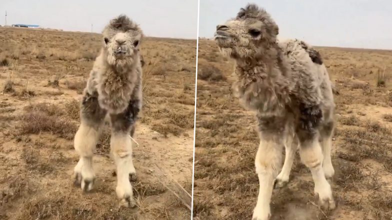 Viral Video: रेगिस्तान में लड़खड़ाते कदमों से चलता दिखा नन्हा ऊंट, जानवर का मनमोहक वीडियो हुआ वायरल