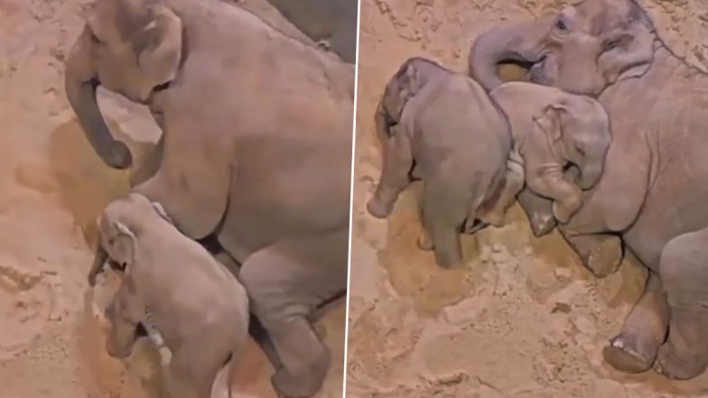 Viral Video: हथिनी के साथ लिपटकर सोता दिखा नन्हा हाथी, मां और बच्चे का यह क्यूट वीडियो जीत लेगा आपका दिल