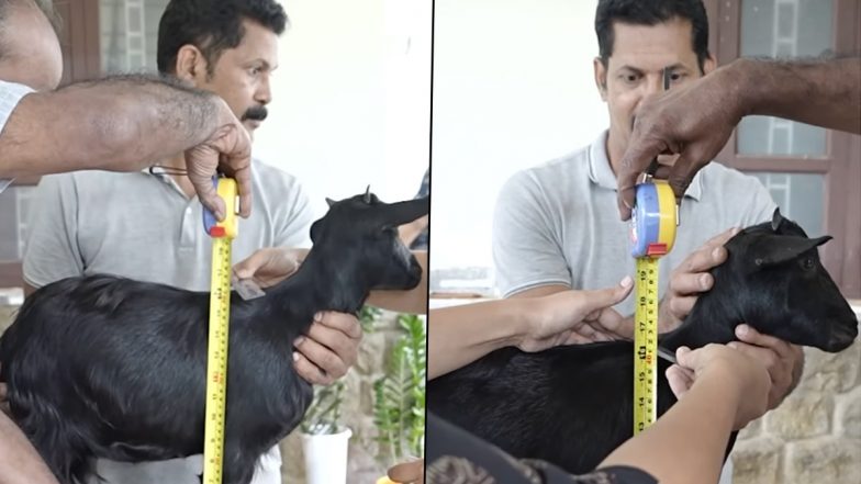 World's Shortest Goat: केरल में दुनिया की सबसे छोटी बकरी, ‘करुम्बी’ का नाम गिनीज वर्ल्ड रिकॉर्ड में दर्ज; लंबाई 1 फीट 3 इंच (VIDEO)