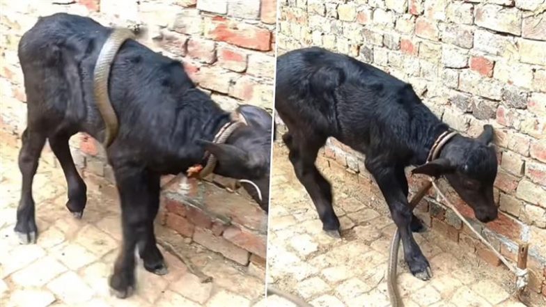 खूंटे से बंधे बछड़े के शरीर से लिपट गया जहरीला सांप, जकड़ ली जानवर की गर्दन और फिर... (Watch Viral Video)
