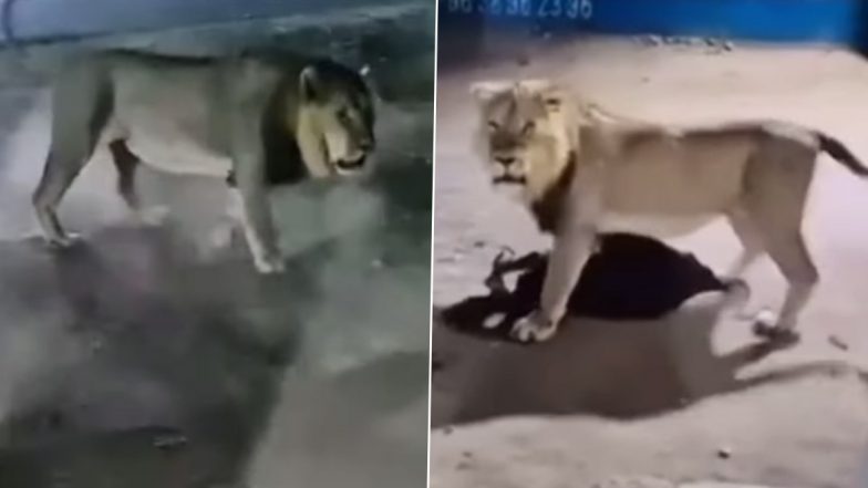 Viral Video: अपने शिकार को जबड़े में दबाकर सड़क पार कर रहा था शेर, कैमरे को देखकर अचानक पलटा और फिर...