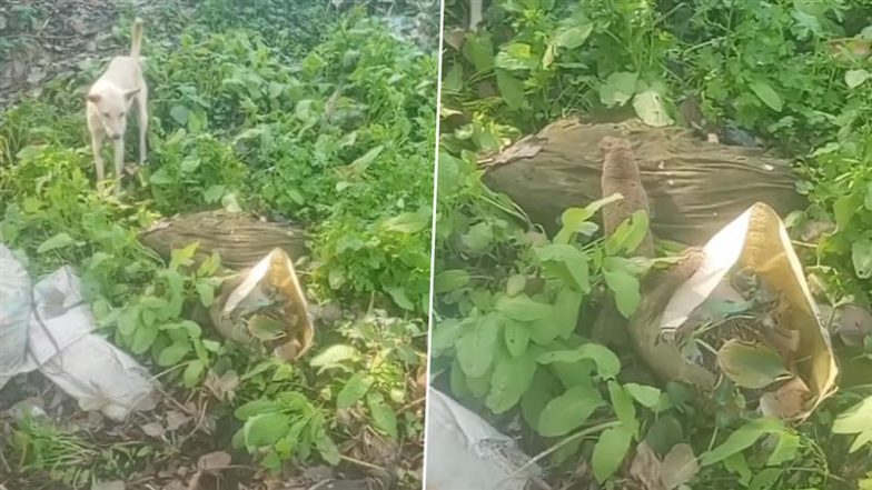 चूहा समझकर गलती से कुत्ते ने ले लिया नेवले से पंगा, एक झटके में हो गई हालत खराब (Watch Viral Video)