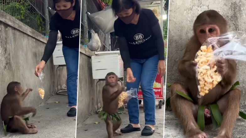 Viral Video: लड़की ने दिया खाना तो हाथ मिलाकर बंदर ने दिया धन्यवाद, दिल जीत लेगा यह वायरल वीडियो