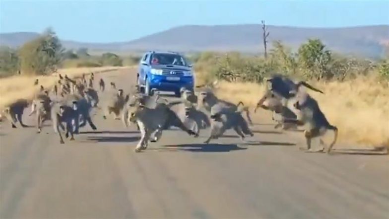 Viral Video: शिकार करने के लिए तेंदुए ने किया बंदर पर हमला, फिर हुआ कुछ ऐसा कि उल्टे पांव भागने पर मजबूर हुआ शिकारी