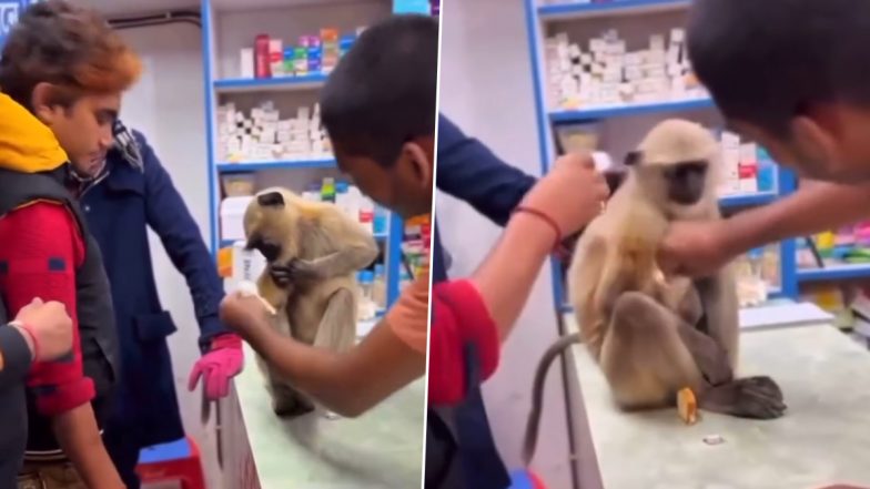 Viral Video: जख्मी हालत में खुद ही अपना इलाज कराने मेडिकल पहुंचा बंदर, अपने घाव पर करवाई मरहम पट्टी