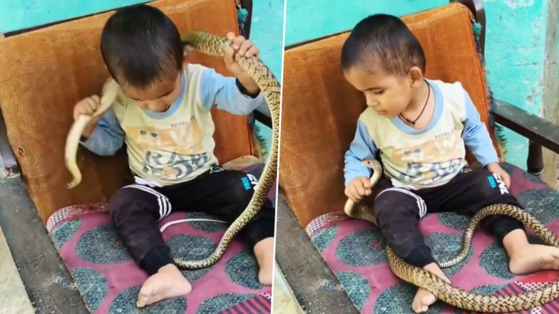 Viral Video: सोफे पर बैठकर खिलौने की तरह खतरनाक सांप से खेलता दिखा छोटा बच्चा, वीडियो देख उड़े लोगों के होश