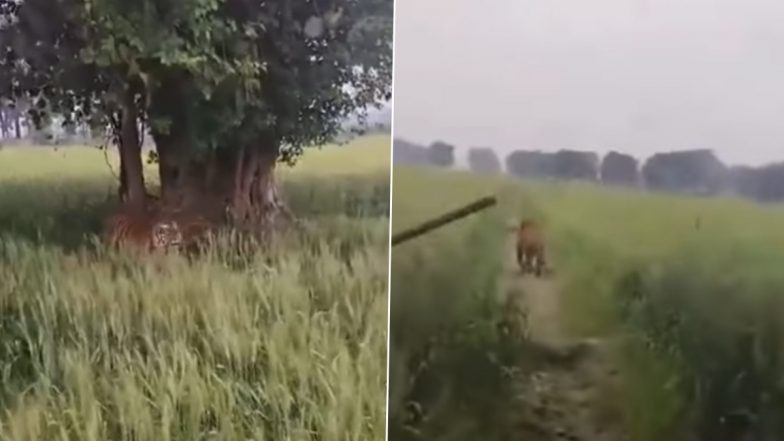 बाघ को खदेड़ने के लिए लाठी-डंडा लेकर उसके पीछे दौड़ने लगे लोग, Viral Video देख पब्लिक बोली- ‘वो कोई कुत्ता नहीं...’