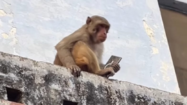 VIDEO: वृंदावन में बंदर ने किया मजेदार सौदा, Samsung S25 Ultra के बदले मांगा मैंगो ड्रिंक!