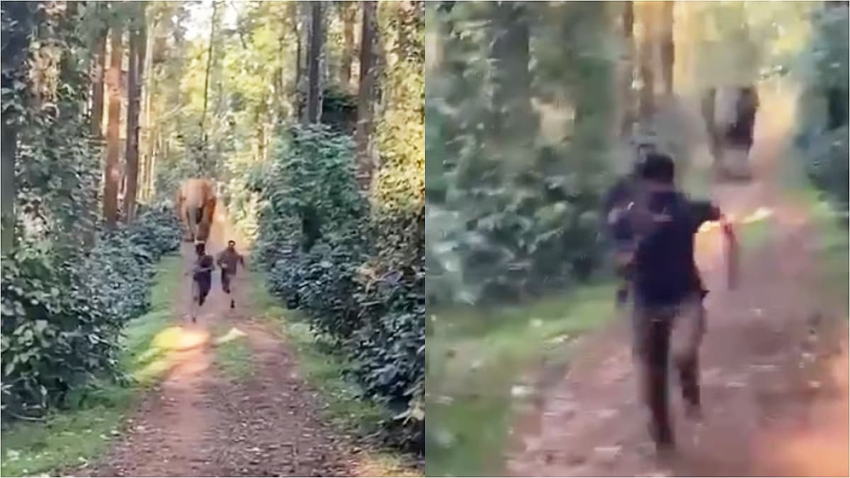 Karnataka Wild Elephant Chase Video: कर्नाटक में गुस्साए हाथी ने वन अधिकारियों पर किया हमला, जान बचा कर भागे लोग, वीडियो हुआ वायरल