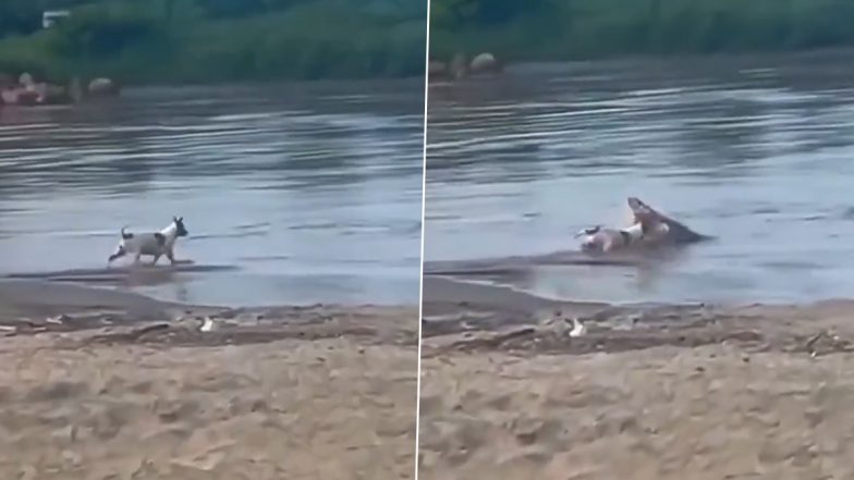 Viral Video: तालाब के किनारे खड़े कुत्ते पर खूंखार मगरमच्छ ने किया हमला, पलक झपकते ही कर दिया काम तमाम