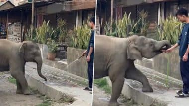 Viral Video: लड़के के हाथ से पाइप लेकर पानी पीने लगा नन्हा हाथी, मनमोहक वीडियो हुआ वायरल