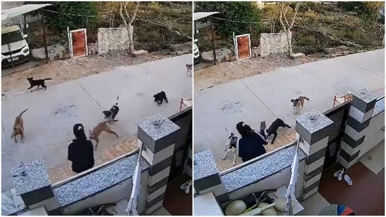 VIDEO: राजस्थान के अलवर में आवारा कुत्तों ने छात्रा पर किया हमला, CCTV में कैद हुआ खौफनाक मंजर