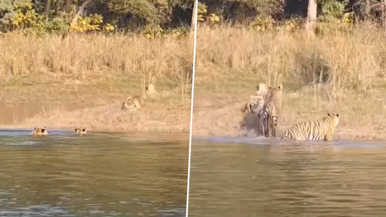 Viral Video: सतपुड़ा टाइगर रिजर्व में तैरकर नदी पार करते दिखे नन्हे बाघ, मनमोहक वीडियो हुआ वायरल