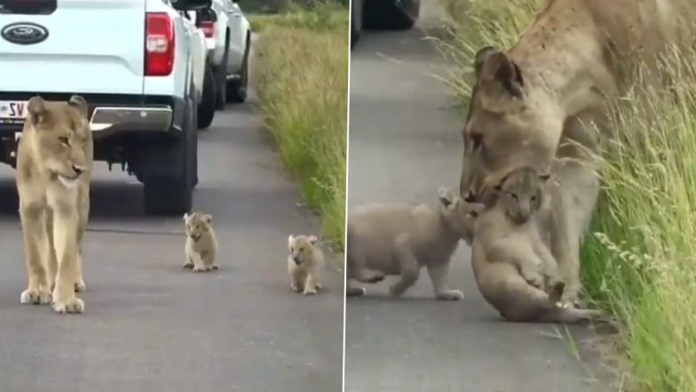 Viral Video: जंगल के बीच सड़क पर शरारत करने लगे नन्हे शेर, बच्चों को किनारे लाने के लिए शेरनी को करनी पड़ी मशक्कत
