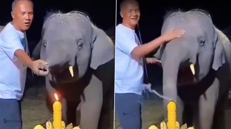 Baby Elephant Celebrating Birthday: फ्रूटी केक के साथ अपना बर्थडे मनाते बेबी हाथी का क्लिप वायरल, वीडियो ने जीता लोगों का दिल