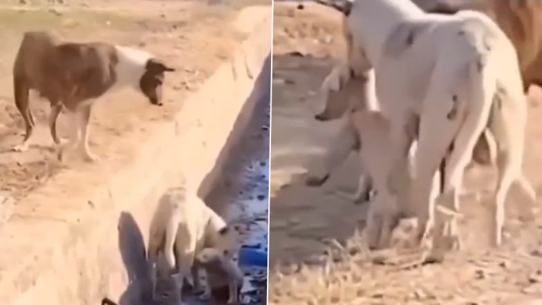 Viral Video: नाली में गिरा बेजुबान कुत्ते का बच्चा तो मां ने ऐसे निकाला बाहर, सोशल मीडिया पर वीडियो देखने के बाद भावुक हुए लोग