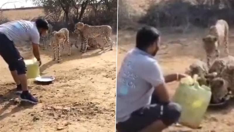 MP: कुनो नेशनल पार्क के पास तेंदुओं को पानी पिलाता दिखा शख्स, वीडियो वायरल होने पर जागा प्रशासन