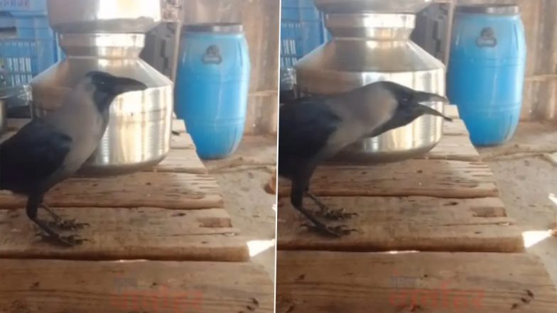 Crow Speaks Marathi: पालघर के इस घर में रहनेवाला यह कौवा बोलता है मराठी, वीडियो देख रह जाएंगे दंग