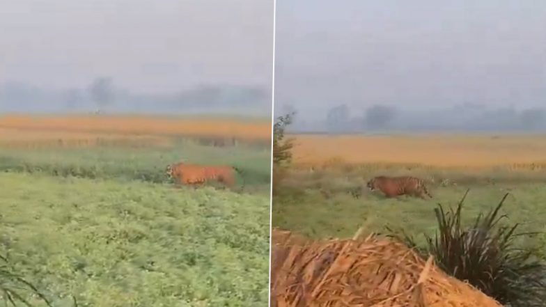VIDEO: खेत में आराम कर रहा था बाघ, लोगों के शोर मचाने पर भाग खड़ा हुआ, पीलीभीत के कबीरगंज गांव के ग्रामीणों में फैली दहशत