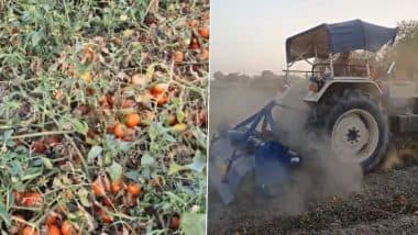 VIDEO: टमाटर की फसलों पर चलाया ट्रैक्टर, 1 से 2 रूपए किलों के हिसाब से बाजारों में बिकने के कारण लिया फैसला, इटावा के किसानों में भारी रोष VIDEO: टमाटर की फसलों पर चलाया ट्रैक्टर, 1 से 2 रूपए किलों के हिसाब से बाजारों में बिकने के कारण लिया फैसला, इटावा के किसानों में भारी रोष