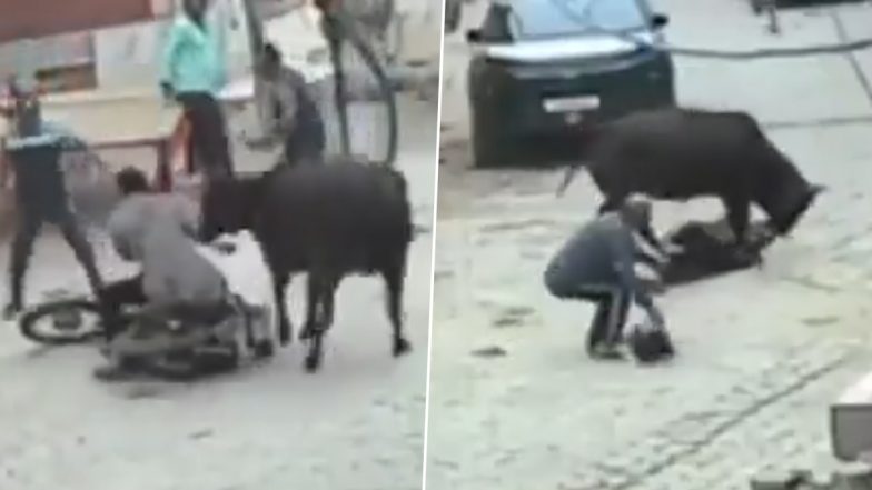 Stray Cattle Attack in Bikaner: बीकानेर में आवारा गाय ने बाइक सवार पति पत्नी पर किया हमला, बीच बचाव करनेवाले भी घायल (वीडियो वायरल)