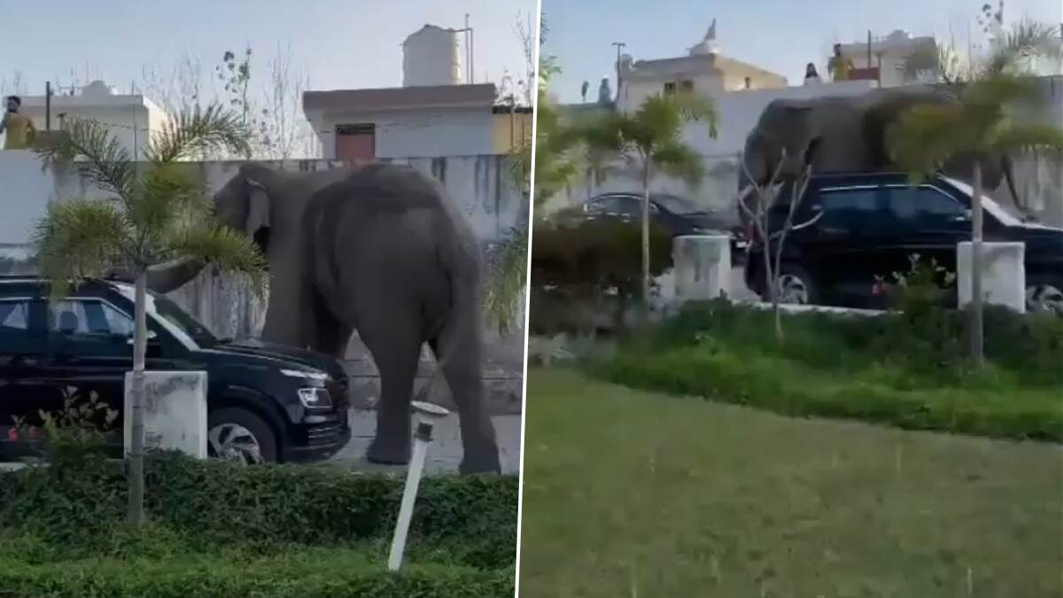 Haridwar Shocker: हरिद्वार के मैक्सवेल अस्पताल में घुसा जंगली हाथी, मरीजों और स्टाफ में मची भगदड़; VIDEO वायरल