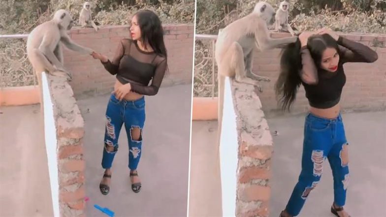 Monkey Pulls Girls Hair: बंदर के सामने डांस कर रील बना रही थी लड़की, गुस्साए मंकी ने खींचे बाल- देखें वायरल वीडियो