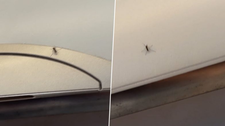&lsquo;Mid-Air Mosquito Menace&rsquo;: लखनऊ-दिल्ली फ्लाइट में इंडिगो यात्री मच्छरों के आतंक से नाराज, एयरलाइन ने दी प्रतिक्रिया (देखें वीडियो)