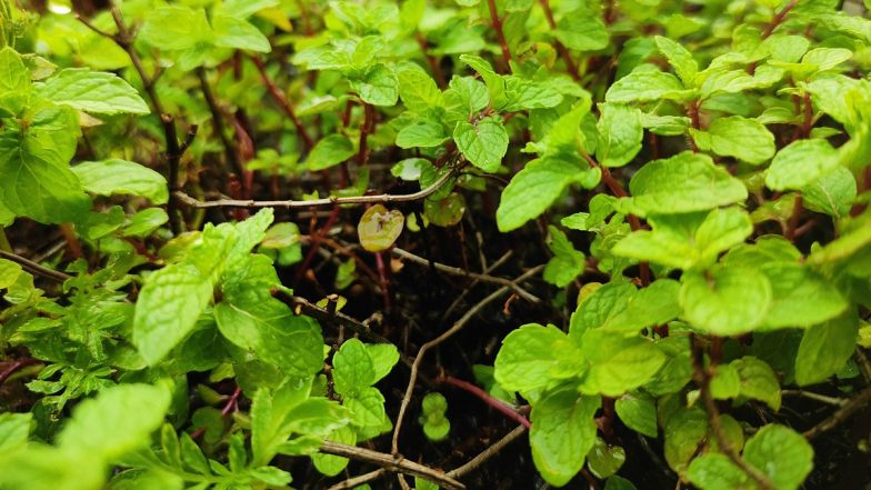 Benefits of Mint Leave: बदल रहा मौसम काम आएगा पुदीना, भीनी सुगंध वाले हर्ब के जानें लाभ