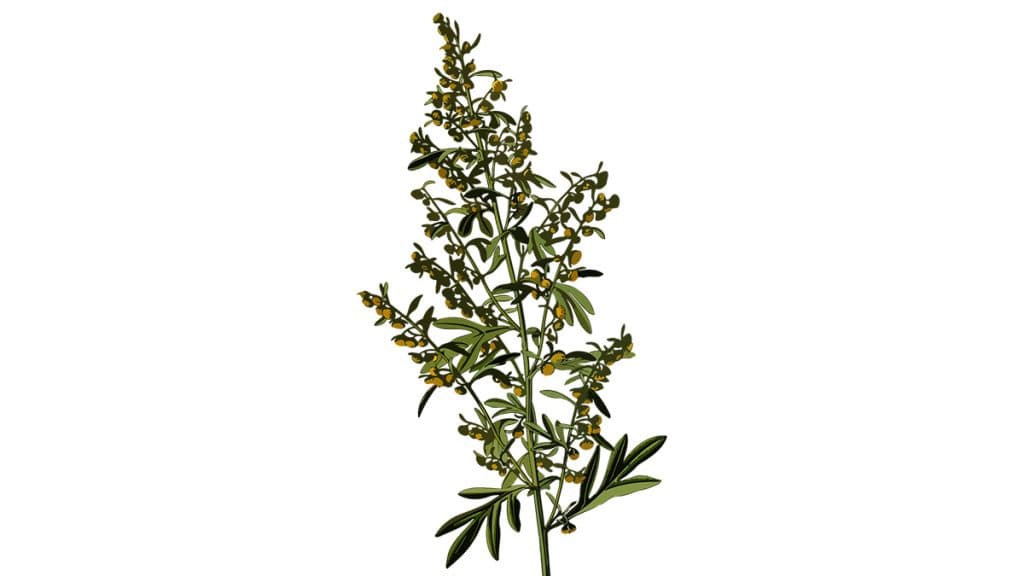 Benefits of Absinthe: आयुर्वेद की कड़वी जड़ी-बूटी, कई बीमारियों का करती है इलाज, लेकिन सतर्कता जरूरी
