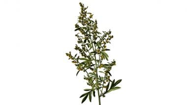 Benefits of Absinthe: आयुर्वेद की कड़वी जड़ी-बूटी, कई बीमारियों का करती है इलाज, लेकिन सतर्कता जरूरी Benefits of Absinthe: आयुर्वेद की कड़वी जड़ी-बूटी, कई बीमारियों का करती है इलाज, लेकिन सतर्कता जरूरी