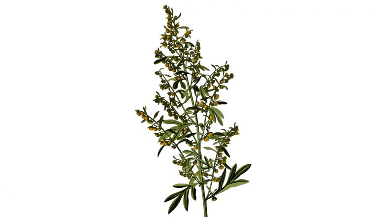 Benefits of Absinthe: आयुर्वेद की कड़वी जड़ी-बूटी, कई बीमारियों का करती है इलाज, लेकिन सतर्कता जरूरी
