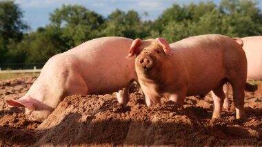 African Swine Fever: अफ्रीकन स्वाइन फीवर के चलते मिजोरम के 3 जिलों में 1,050 सूअरों की मौत, मिजोरम के एनिमल हसबेंडरी और वेटेरनरी डिपार्टमेंट ने दी जानकारी African Swine Fever: अफ्रीकन स्वाइन फीवर के चलते मिजोरम के 3 जिलों में 1,050 सूअरों की मौत, मिजोरम के एनिमल हसबेंडरी और वेटेरनरी डिपार्टमेंट ने दी जानकारी