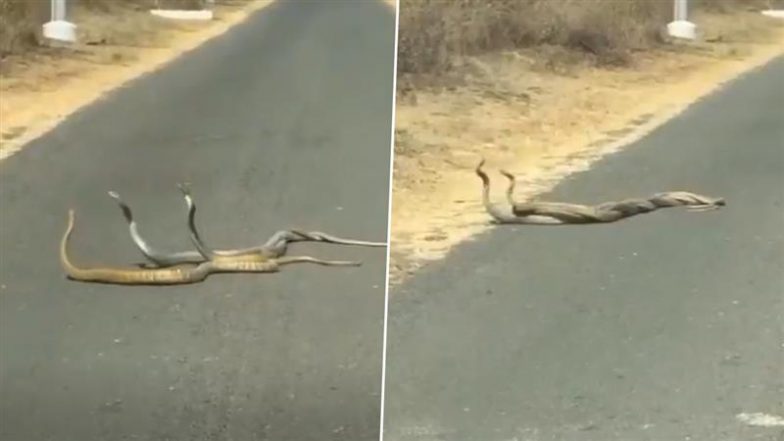 Pune Three Snake Mating: पुणे के छावनी में बीच सड़क पर तीन सापों एक साथ मेटिंग करते देखा गया, वीडियो वायरल