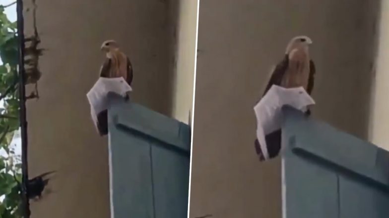 Viral Video: Exam देने सेंटर पहुंचे युवक का एडमिट कार्ड चील ले उड़ी, काफी देर तक छात्र रहा परेशान, केरल के कासरगोड की चौंकाने वाली घटना का वीडियो आया सामने