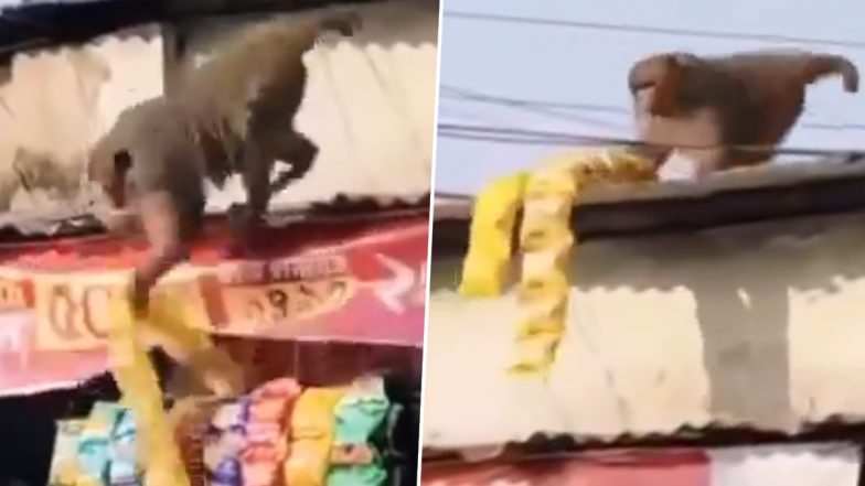 Viral Video: दुकान से चिप्स के पैकेट चुराकर ले जाते हुए बंदर का क्लिप वायरल, देखें फनी वीडियो