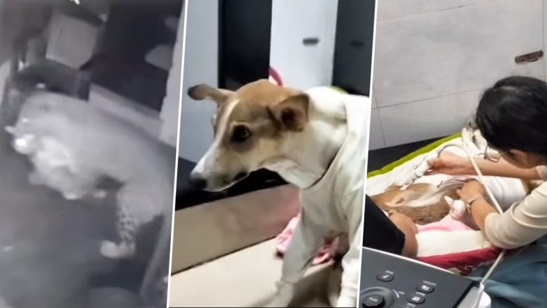 Mother Dog Fights Off Leopard: मुंबई के गोरेगांव में मदर डॉग ने तेंदुए से लड़ाई जीतकर अपने बच्चों के पास पहुंची, देखें वायरल वीडियो