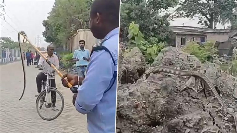 Snake at Dilip Ghosh&rsquo;s House: पश्चिम बंगाल के बीजेपी नेता के घर में उनकी शादी के दिन घुसा सांप, रेस्क्यू वीडियो वायरल