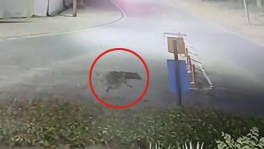 VIDEO: 10 साल के बच्चे पर लकड़बग्घे ने किया हमला, शोर मचाने पर पिता ने बचाई जान, सोनभद्र जिले का वीडियो आया सामने