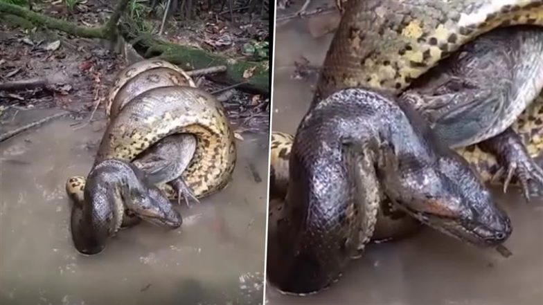 Viral Video: विशालकाय एनाकोंडा की चंगुल में फंसा खूंखार मगरमच्छ, खतरनाक लड़ाई का हैरान करने वाला वीडियो हुआ वायरल
