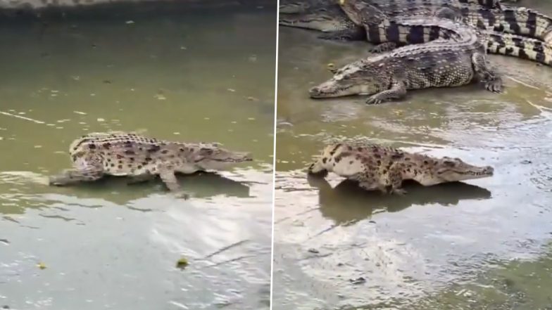 Viral Video: जमीन पर मेंढक की तरह दौड़ता दिखा बेबी मगरमच्छ, बिना पूंछ वाले इस जानवर को देख हैरान हुए लोग