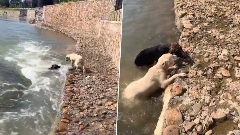 Viral Video: पानी के तेज बहाव में बह रहा था कुत्ता, दोस्त ने जान पर खेलकर बचाई उसकी जान