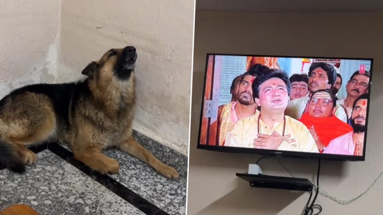 बजरंगबली की भक्ति में सरोबार हुआ कुत्ता, टीवी पर हनुमान चालीसा सुनते ही डॉग ने दिया ऐसा रिएक्शन (Watch Viral Video)