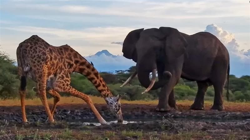 Viral Video: गजराज के गुस्से के आगे पस्त हुआ जिराफ, एक ही वार में हाथी ने कर दिया ऐसा हाल