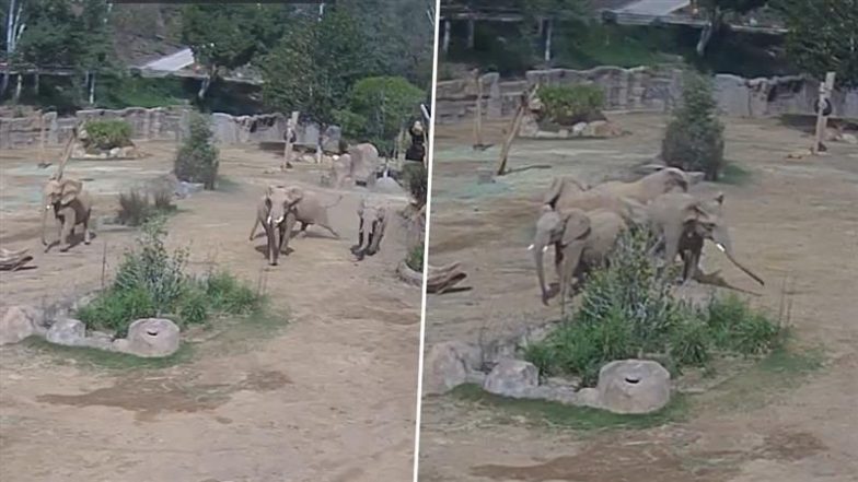 Viral Video: तेज भूकंप के झटकों के बीच चिड़ियाघर में हाथियों के झुंड ने किया कुछ ऐसा, देखें हैरान करने वाला वीडियो