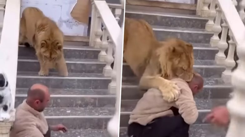 Viral Video: सेल्फी लेने के लिए शेर के पास पहुंच गया शख्स, फिर जो हुआ... नजारा देख हैरान हो जाएंगे आप