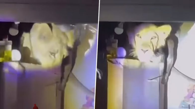 Viral Video: रात के सन्नाटे में किचन की दीवार पर बैठा दिखा शेर, खूंखार शिकारी को देख उड़े घरवालों के होश