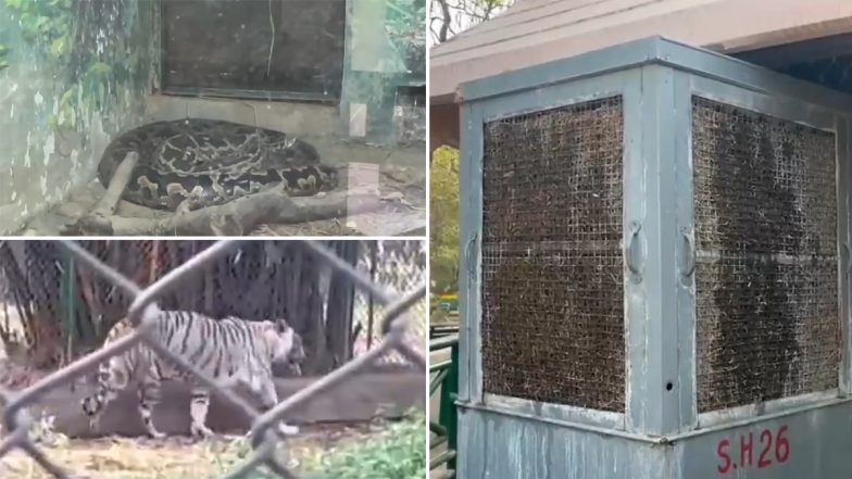 Lucknow Zoo Video: भीषण गर्मी से जानवरों को बचाने की कोशिश, लखनऊ चिड़ियाघर में लगाए गए कूलर, स्प्रिंकलर और मैट