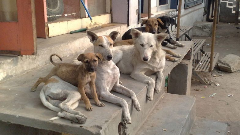 Mumbai Stray Dog Survey: आवारा कुत्तों को लेकर BMC-HSI का सर्वे, मुंबई में 10 साल में 21 फीसदी की गिरावट