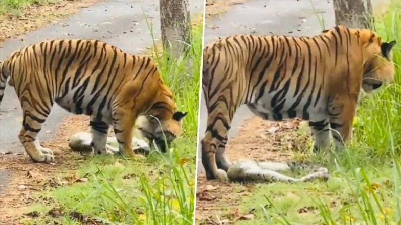 पीलीभीत टाइगर रिजर्व में अजगर को खाने के बाद बाघ की हालत हुई खराब, बेचैन होकर उल्टी करता दिखा शिकारी जानवर (Watch Viral Video)